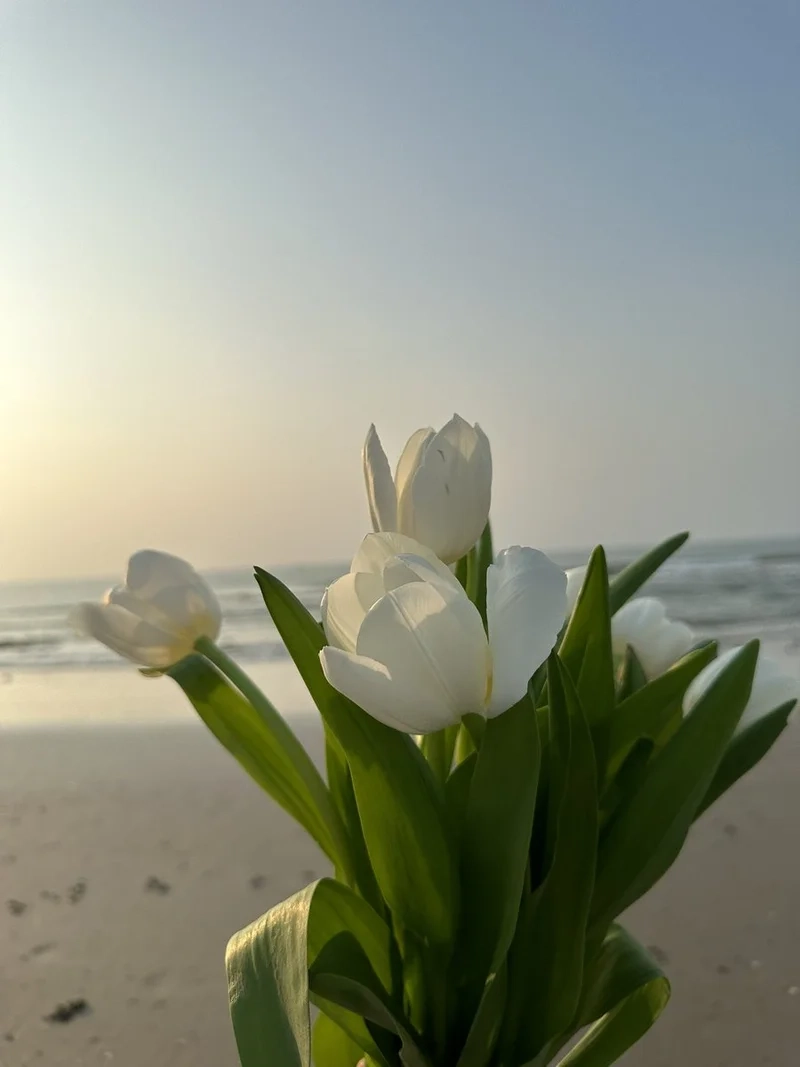 Ý nghĩa hoa tulip trong tình yêu và cuộc sống