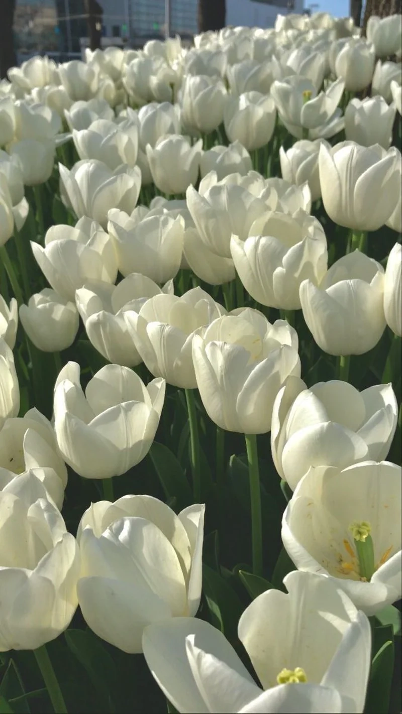 Tinh khôi và thanh thoát với hình ảnh hoa tulip trắng