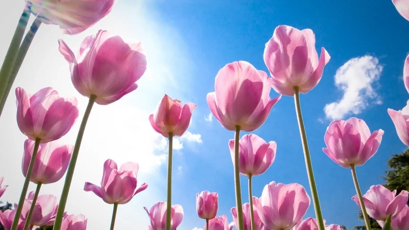 Dễ thương ngọt ngào qua ảnh hoa tulip cute