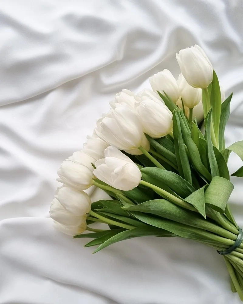 Hãy yêu đời hơn với ảnh hoa tulip dễ thương