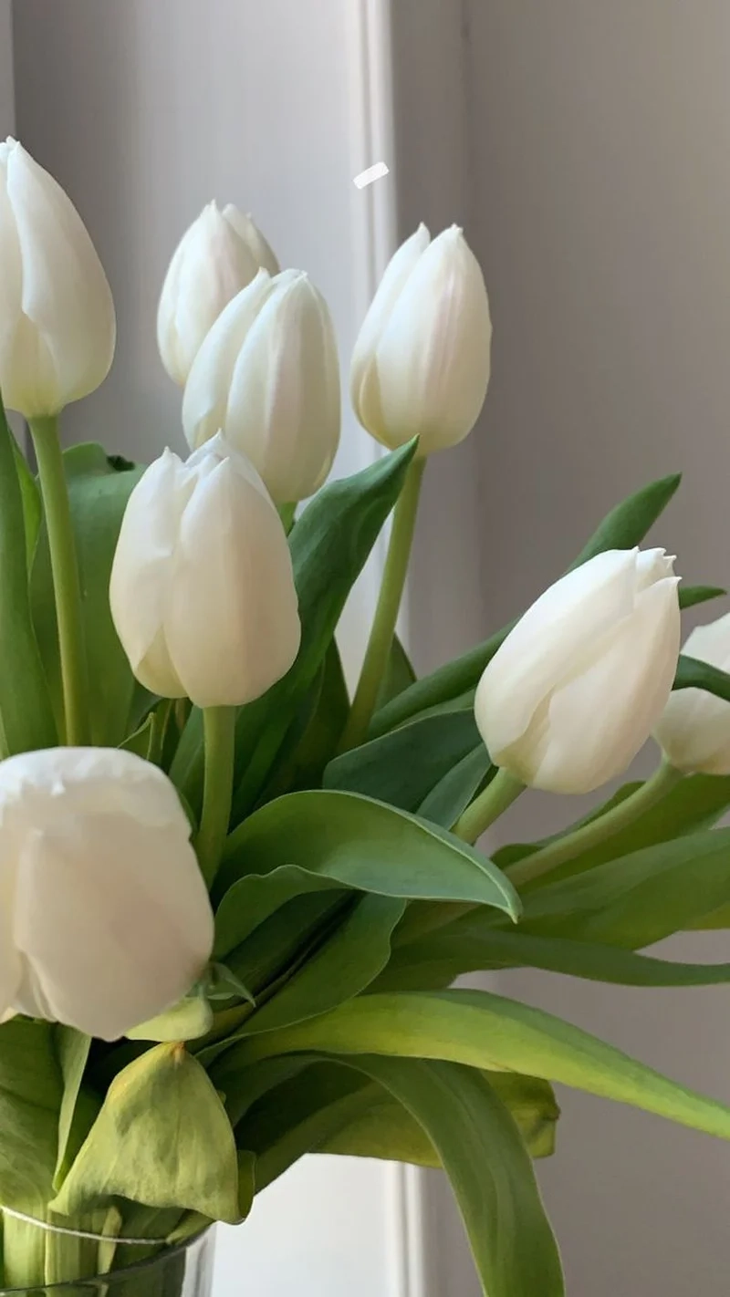 Khám phá từng chi tiết tinh tế trong hình ảnh hoa tulip