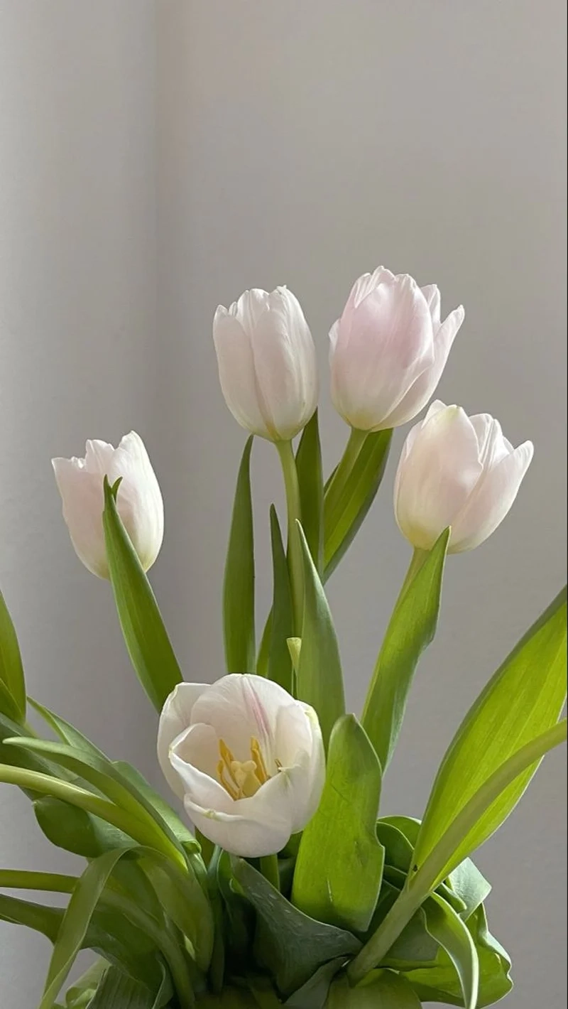 Thư giãn và chill cùng ảnh hoa tulip chill