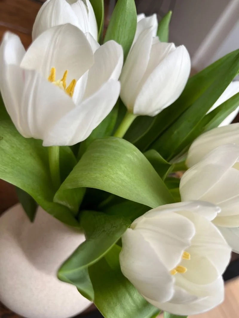 Thanh khiết và tinh tế với ảnh hoa tulip trắng