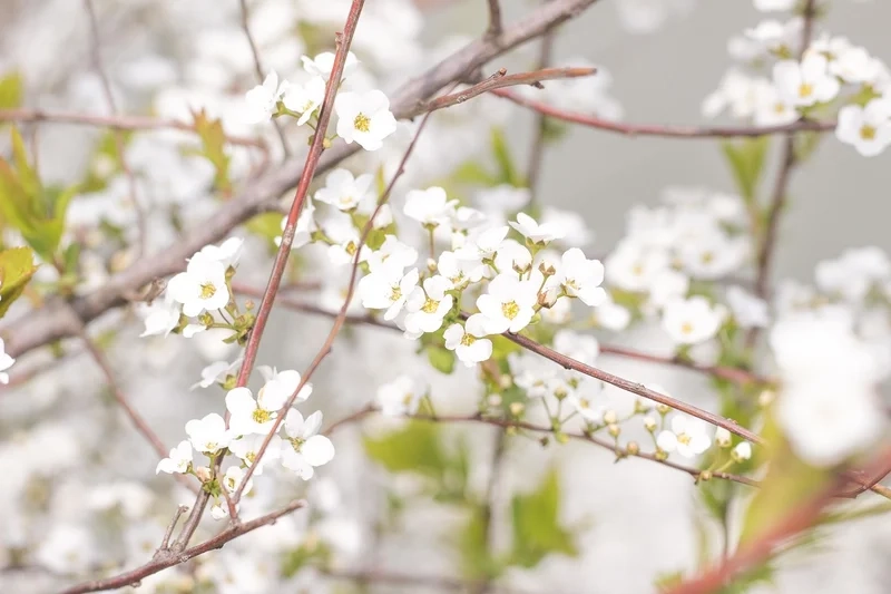 Ngắm ảnh hoa tuyết mai tinh khôi ngày xuân