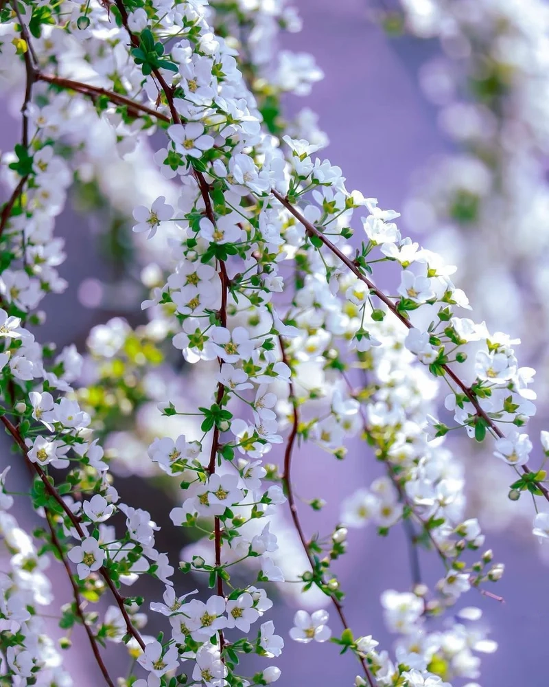 Lưu giữ khoảnh khắc bên cành hoa tuyết mai trắng ngần