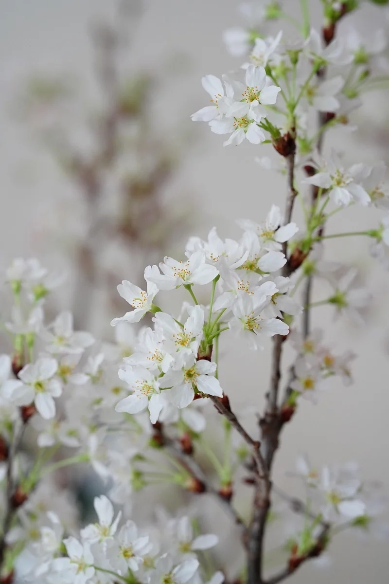 Ngất ngây trước vẻ dịu dàng của hình hoa tuyết mai