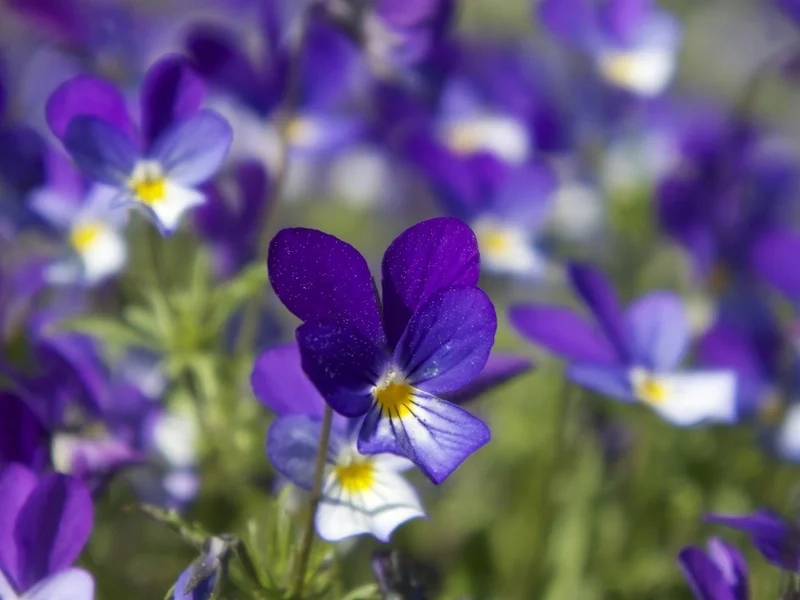 Khám phá sắc đẹp dịu dàng của ảnh hoa violet