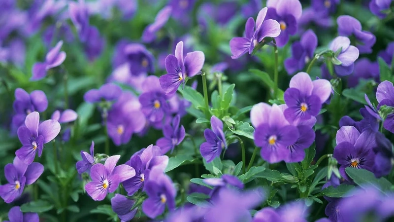 Tìm hiểu hoa violet ý nghĩa trong tình yêu và cuộc sống