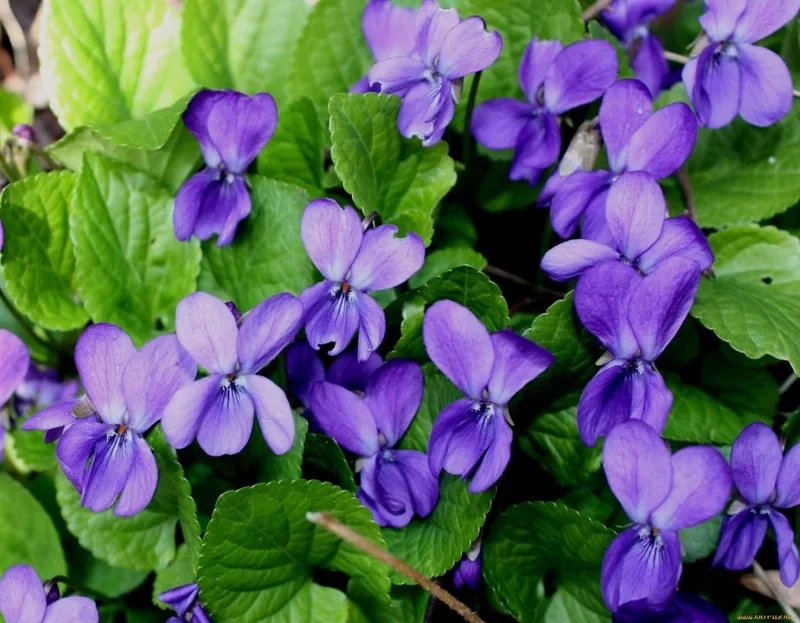 Trồng ngay cây hoa violet để ban công thêm sống động