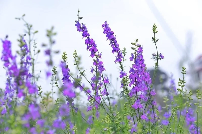 Ngắm trọn vẻ rực rỡ của hình ảnh hoa violet đẹp