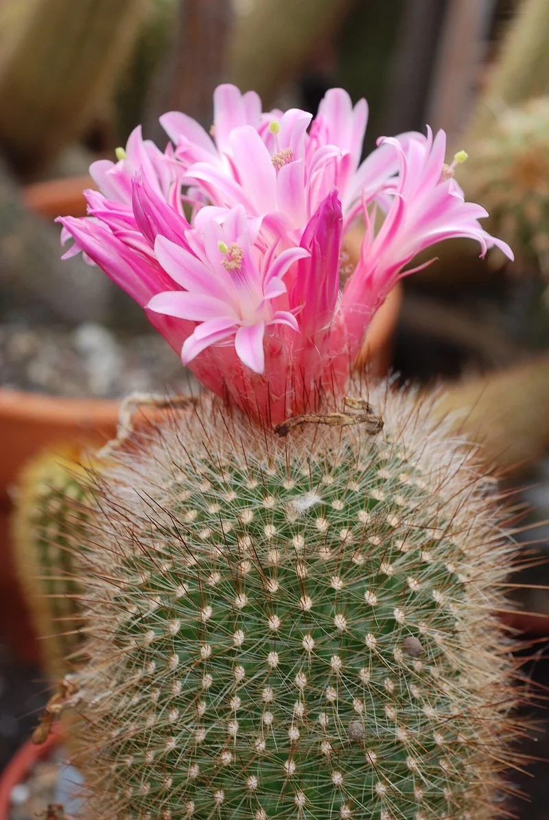 Tận hưởng cảnh sắc độc đáo với hoa xương rồng cảnh