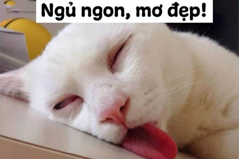 Chúc bạn một giấc mơ ngọt ngào là meme ngủ ngon