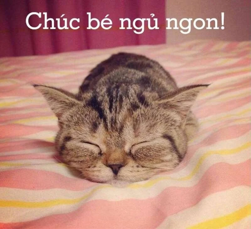 Một tối ấm áp và dễ thương là meme ngủ ngon cute