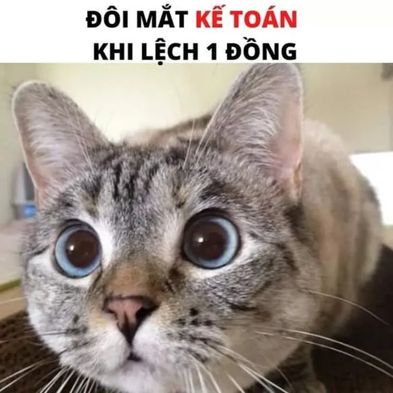 Số liệu báo cáo khiến ai cũng meme số liệu không khớp