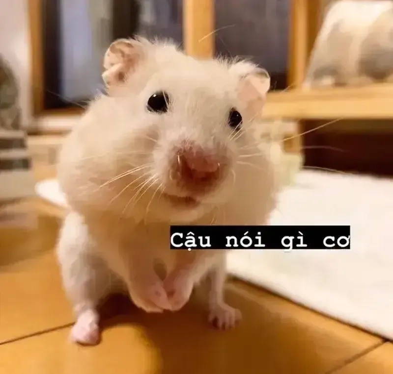 Chuột hamster đáng yêu làm cười nhờ meme chuột hamster