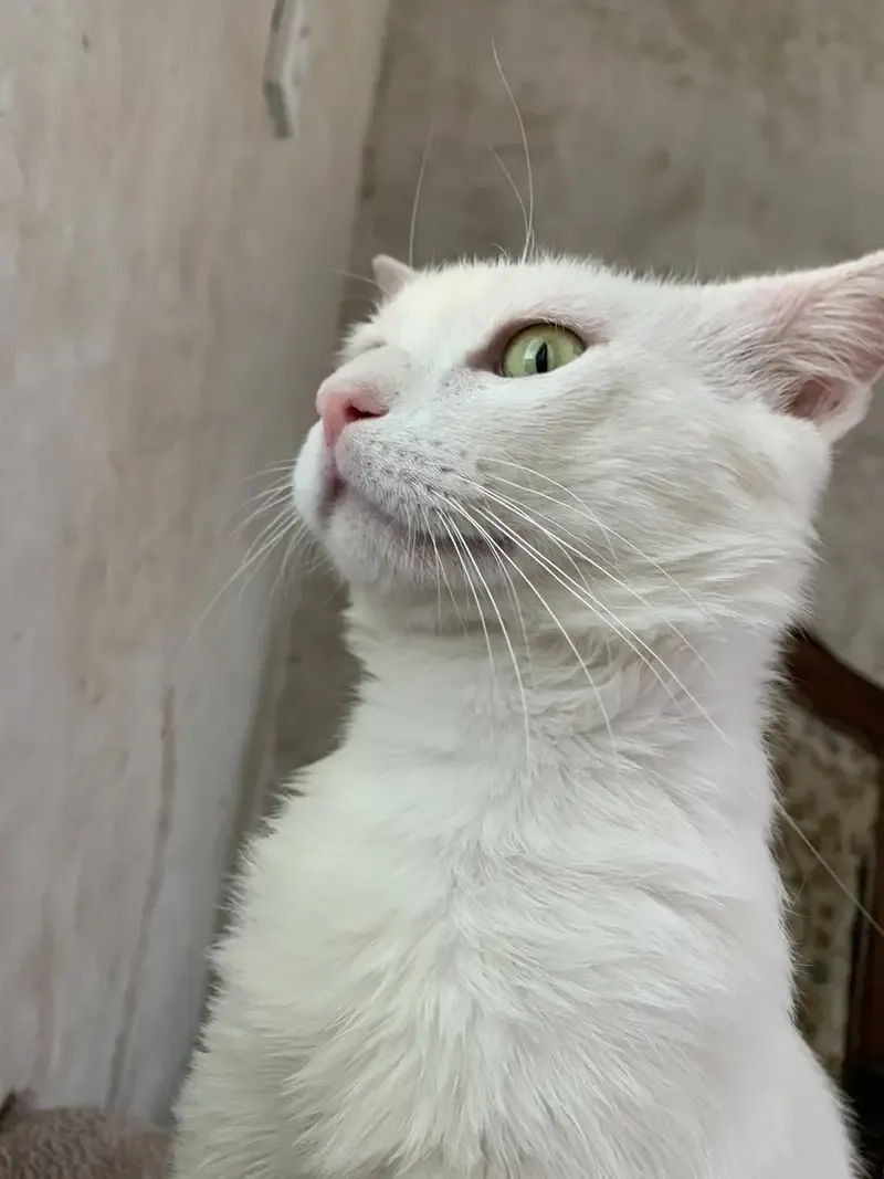 Biểu cảm bá đạo nhờ meme mèo bựa