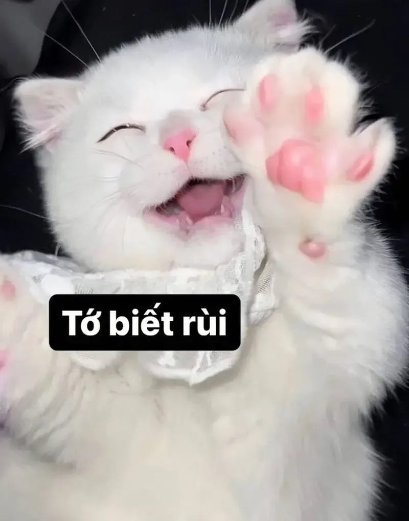 Mèo dễ thương làm tan chảy tim nhờ meme mèo cute