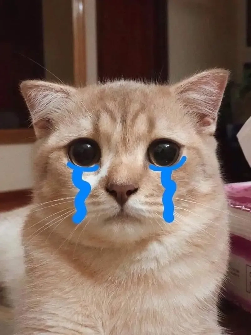Mèo buồn khóc hài hước với meme mèo khóc