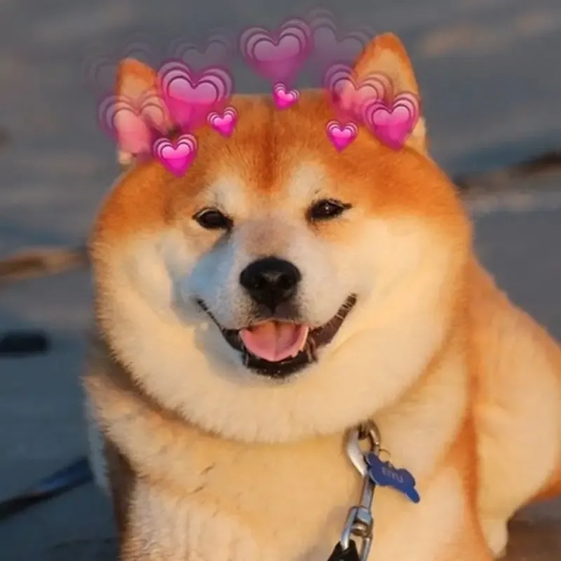 Shiba đáng yêu hài hước với meme chó shiba (cheems)