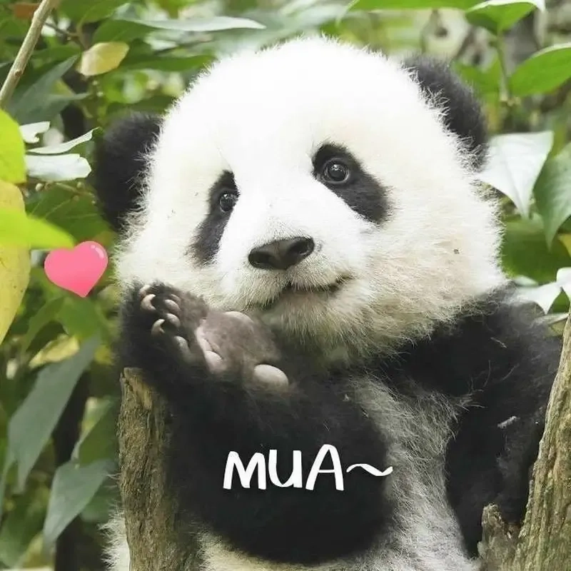 Gấu trúc dễ thương vui nhộn nhờ meme gấu trúc