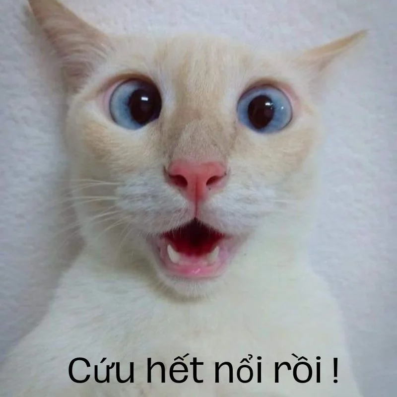 Coi xong meme hết cứu nổi chỉ biết lắc đầu