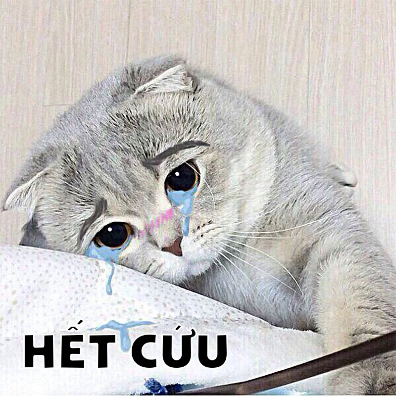 Đáng yêu hết nấc với meme hết cứu mèo