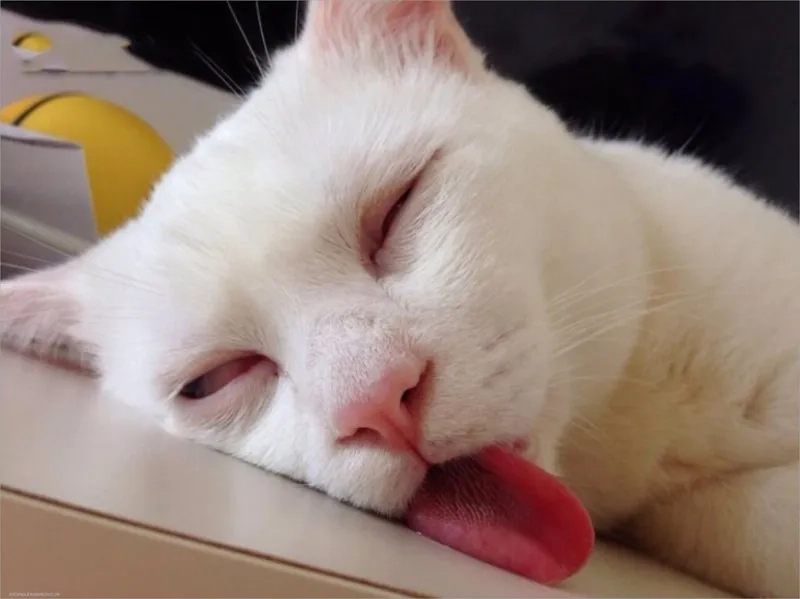Bối rối khó tả nhờ meme hoang mang tột độ