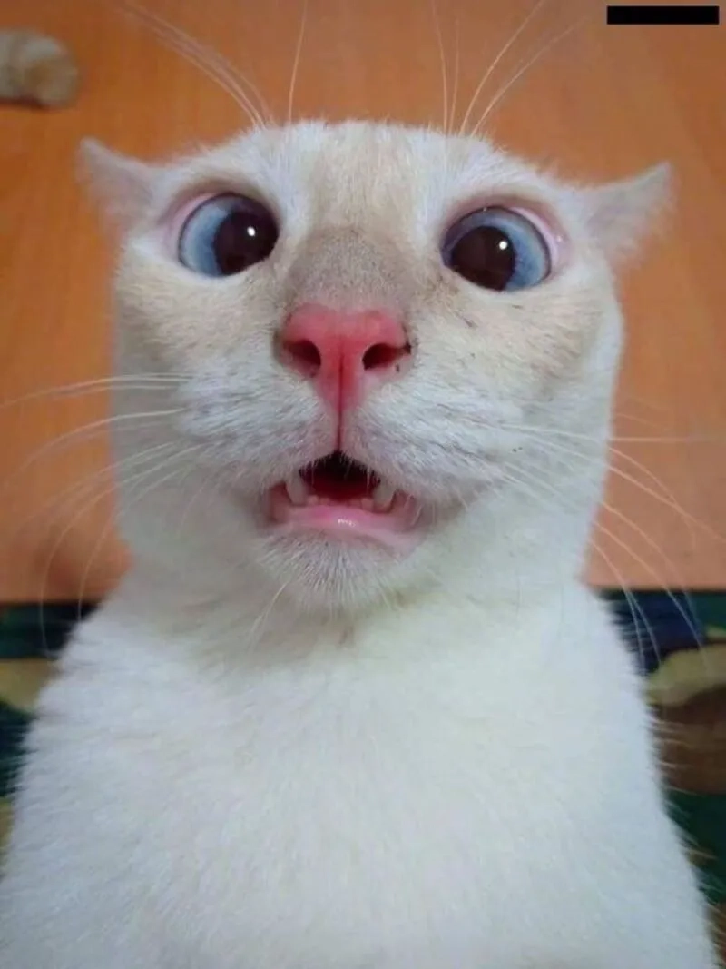 Tình huống khiến ai cũng phải meme bất ngờ