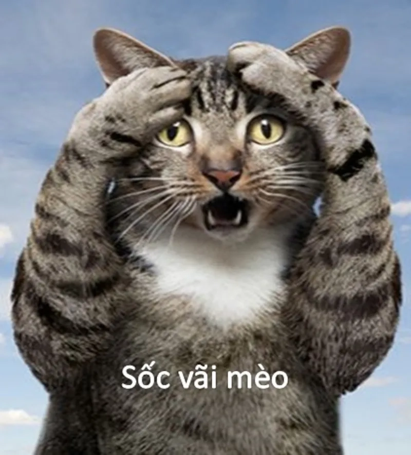 Lật kèo phút chót làm tôi meme sốc