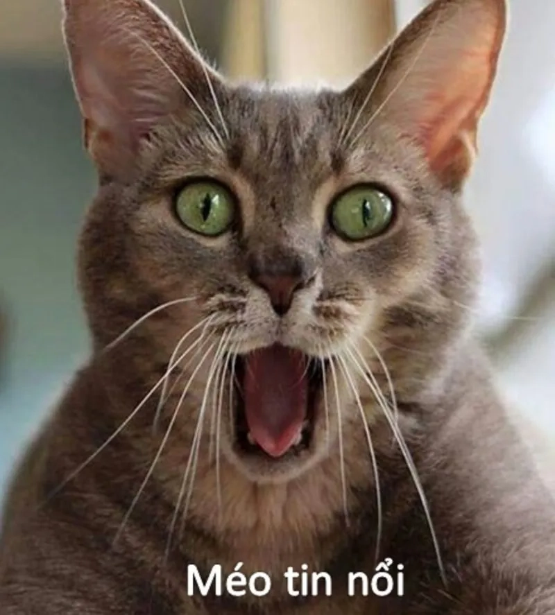 Câu chuyện phía sau khiến bạn meme sốc