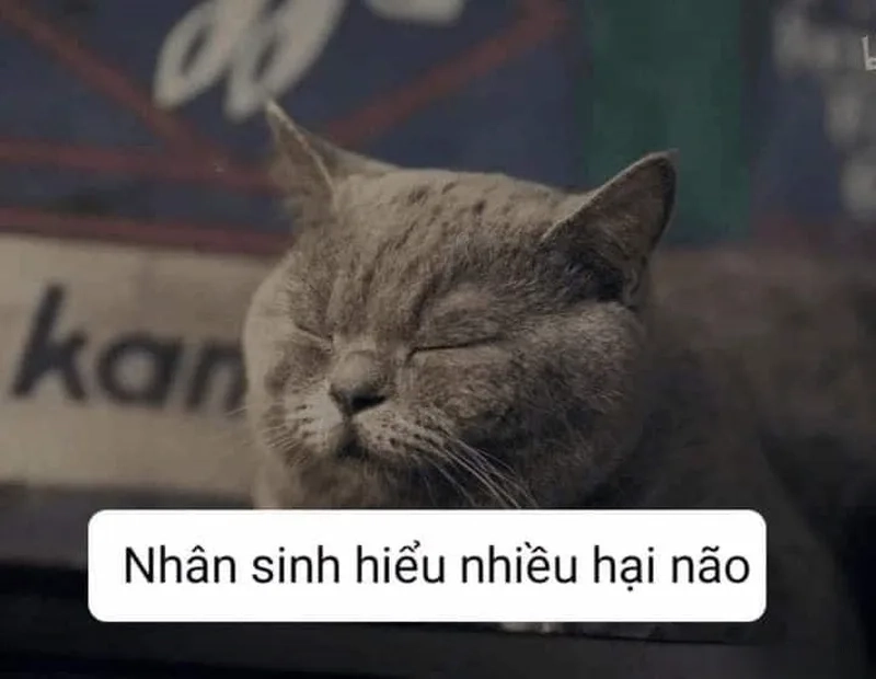 Chiêm nghiệm nhân sinh với meme về nhân sinh quan
