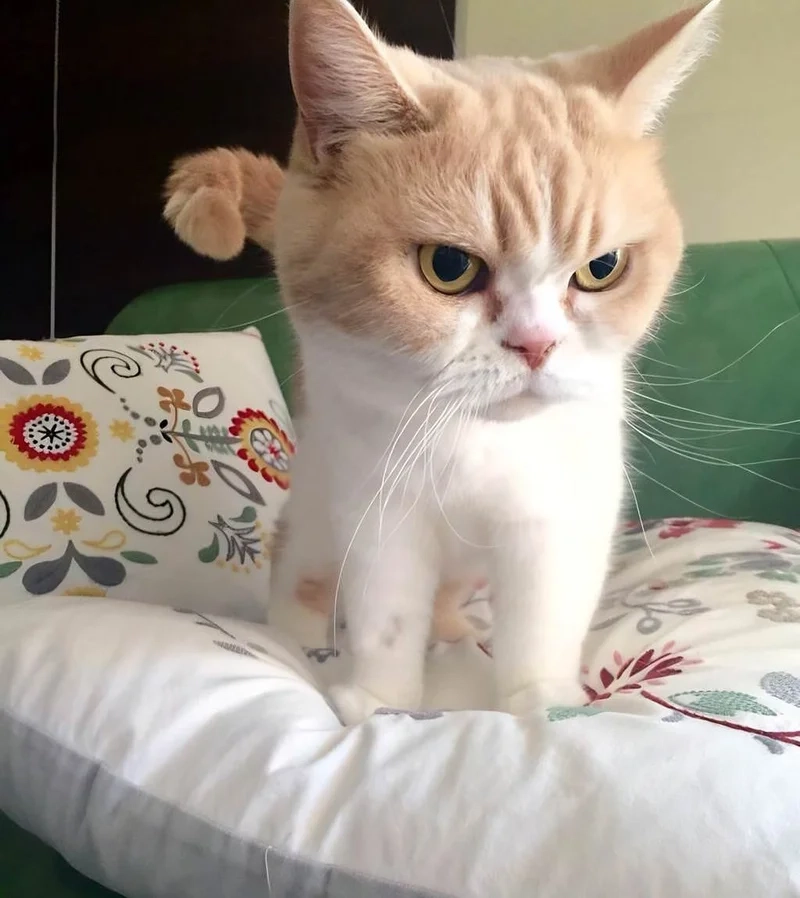 Giải tỏa căng thẳng qua meme cay cú vui vẻ