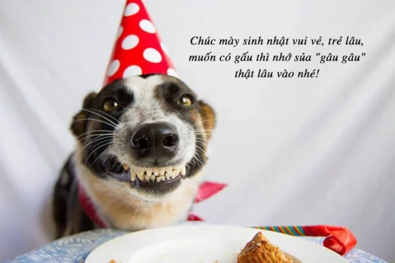 Chúc mừng Linh tuổi mới thật vui meme chúc mừng sinh nhật bạn
