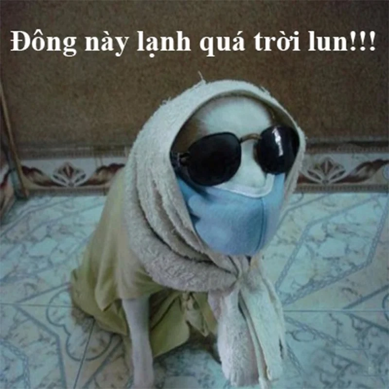 Sưởi ấm tâm hồn với meme trời lạnh co ro