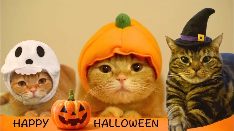 Hóa trang vui nhộn nhờ meme Halloween