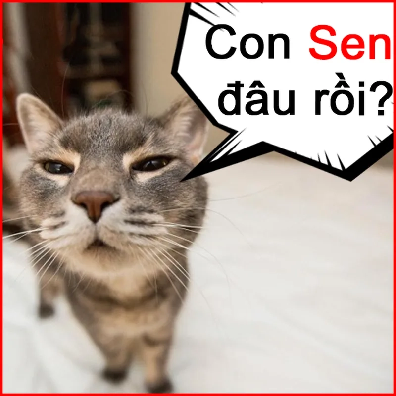 Con sen luôn làm tôi cười mỗi ngày meme con sen