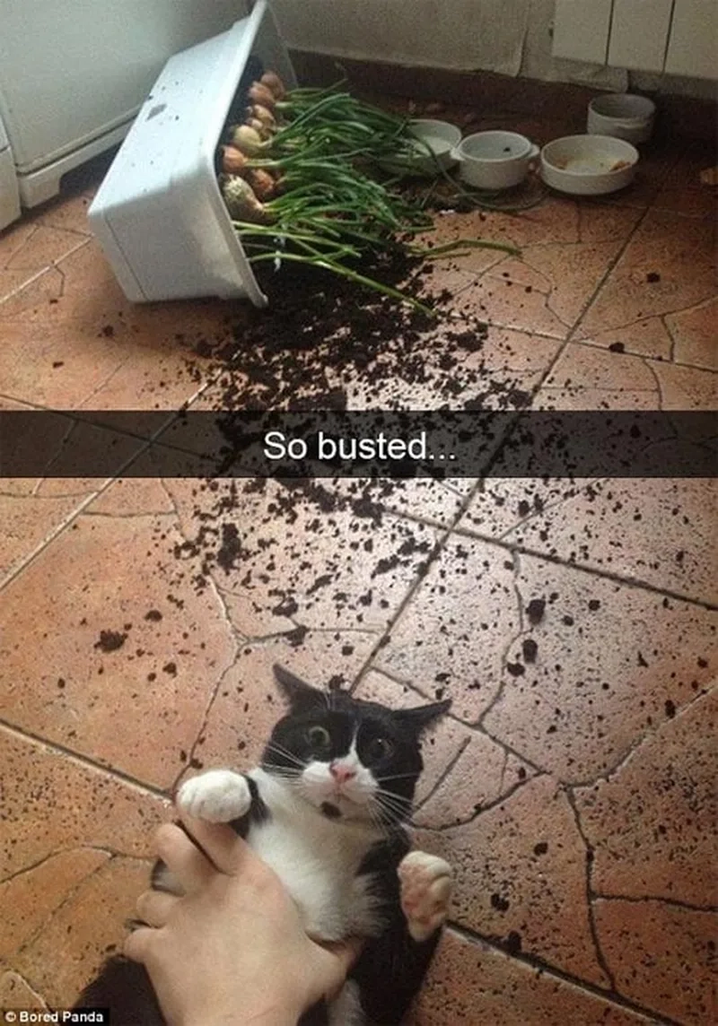 Thú cưng phá nhà khiến cả nhà bật cười meme thú cưng phá nhà