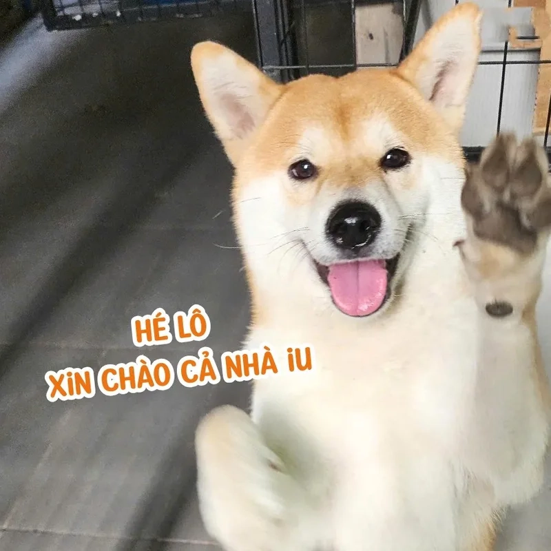 Boss không thích bị gọi lúc đang ngủ meme boss