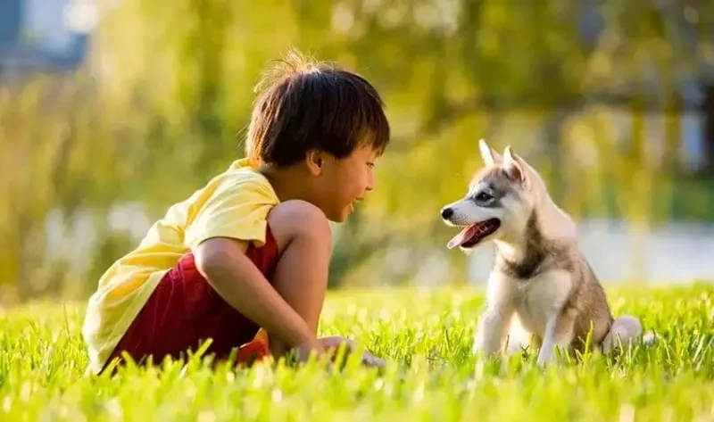 Nói chuyện với thú cưng giúp tâm hồn nhẹ nhàng meme nói chuyện với thú cưng