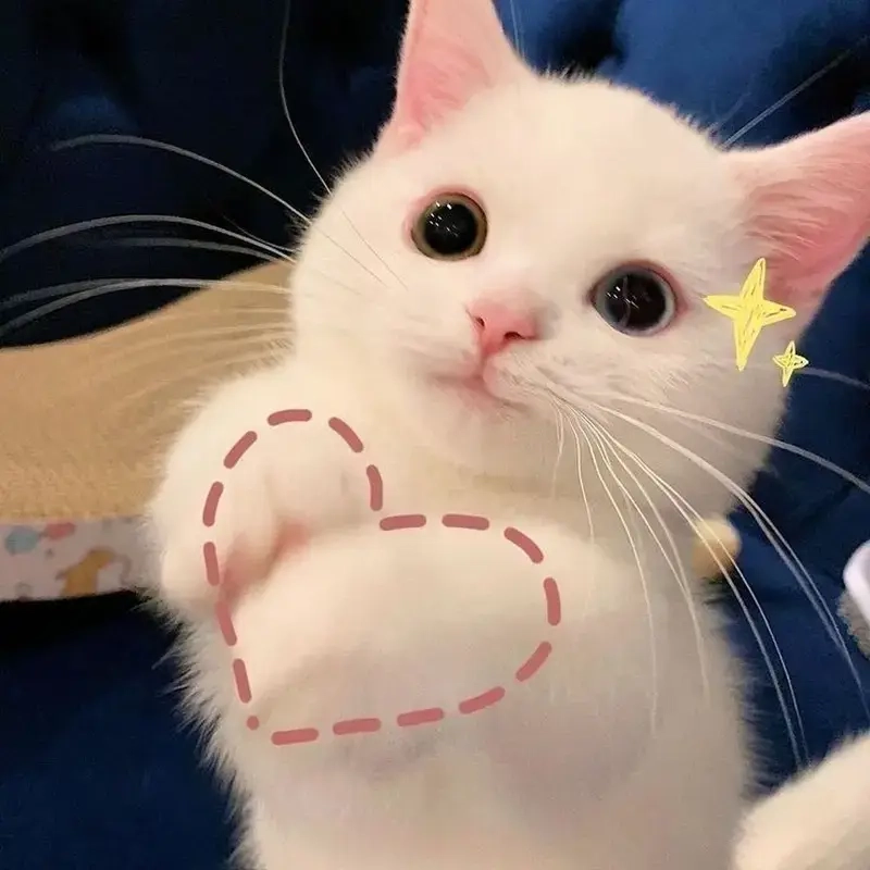 Mang năng lượng ngọt ngào với meme đáng yêu