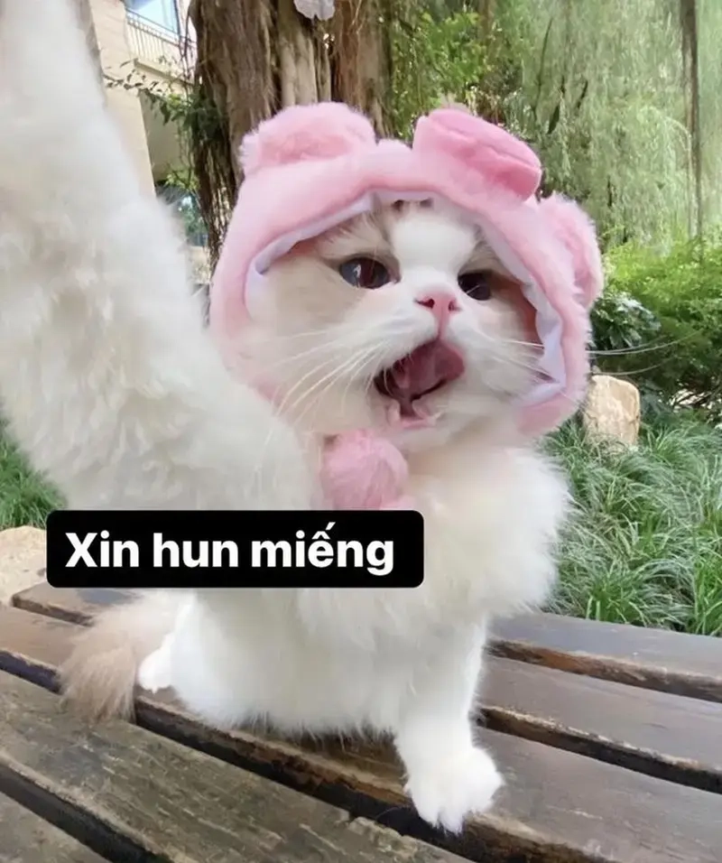 Thêm chút hồn nhiên từ meme cute