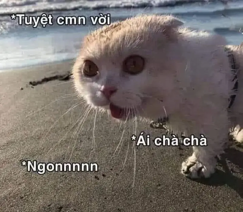 Mở đầu ngày mới bằng meme yêu đời