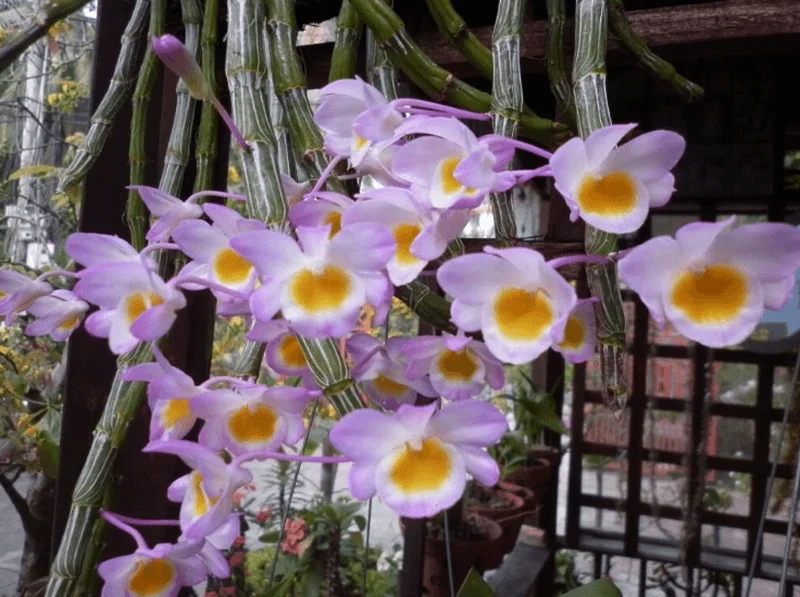Mang thiên nhiên vào màn hình với ảnh hoa phong lan đẹp