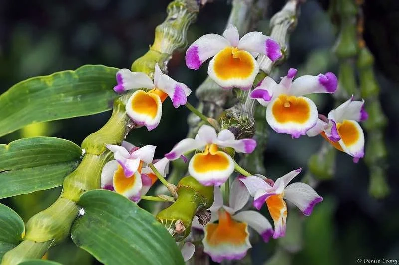 Ý nghĩa hoa phong lan rừng