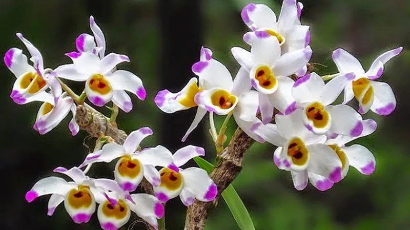 Chiêm ngưỡng vẻ hoàn hảo với hình ảnh hoa lan rừng đẹp nhất