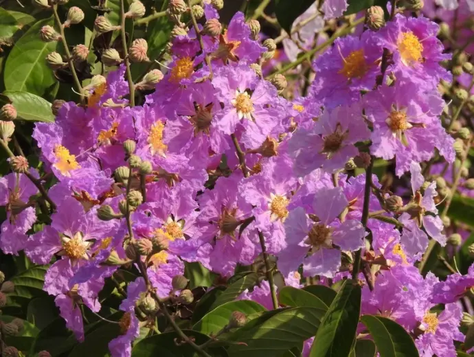 Bộ sưu tập ảnh hoa bằng lăng tím tuyệt đẹp cho mùa hè rực rỡ