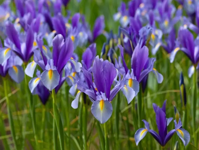 Tuyển chọn ảnh hoa diên vĩ tinh tế, ý nghĩa và cuốn hút