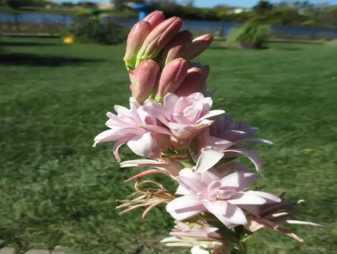 Hình ảnh hoa huệ rực rỡ, thanh khiết và đầy sức sống