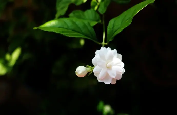 Ngắm nhìn những bức ảnh hoa nhài đẹp nhất mọi mùa hoa