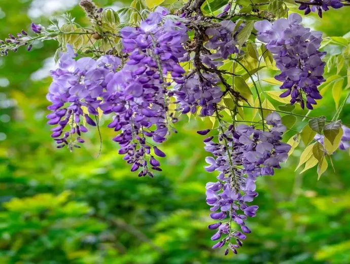 Hình ảnh hoa tử đằng độc đáo, mang vẻ đẹp thiên nhiên tinh tế